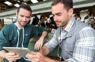 image of two men in cow stable