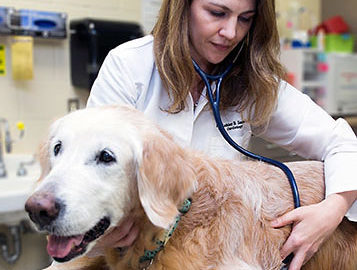 Veterinarian listening to a dog's heartbeat