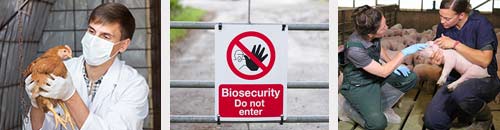 veterinary personnel engaging in biosecurity measures