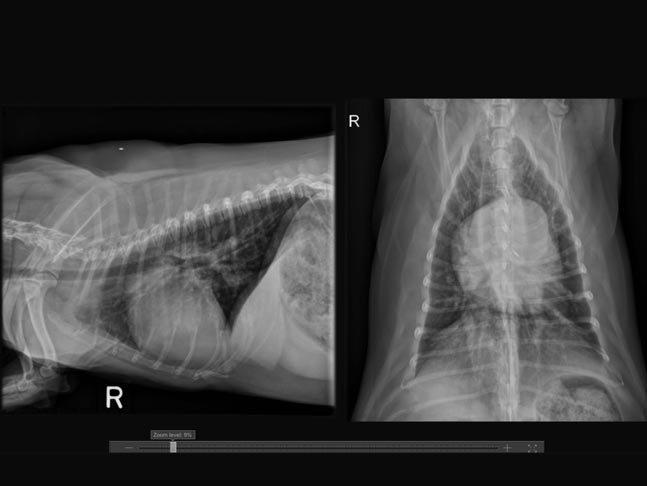 canine radiographs in the stepstone image viewer