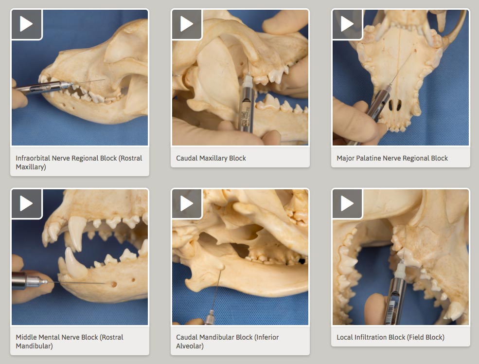 Screenshot from the stepstone player showing a grid of dentistry video thumbnails