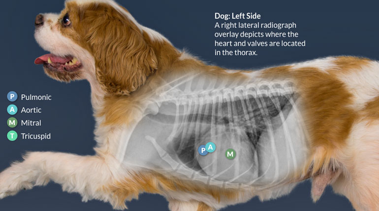 screenshot from the Murmur Learner app showing auscultation of a dog