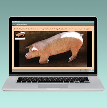 laptop displaying a screen from the FADDCE course showing a pig with clickable hotspots