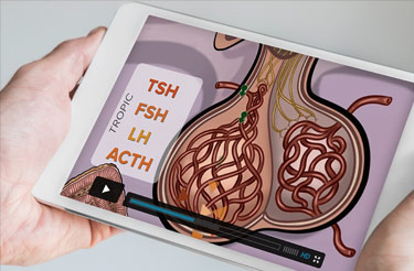 hands holding a tablet with the Hypothalamus-Pituitary Axis resource