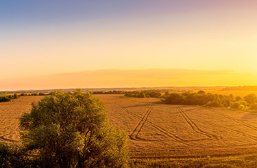 farmland at sunset