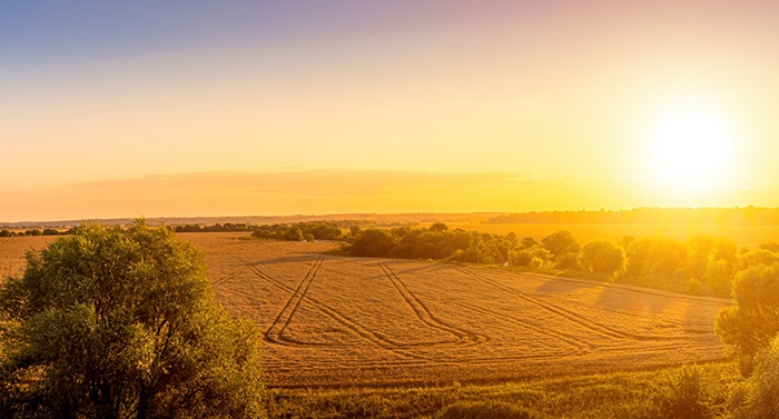 farmland at sunset