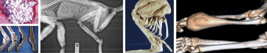 Sample images from the slideshows showing radiographs, cellular samples and photos of bones