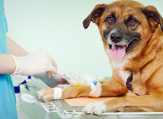 dog on exam table receiving IV fluids