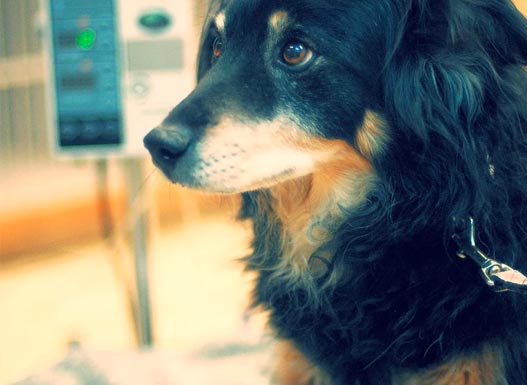 dachshund with CRI machine in the background