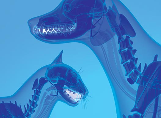 Stylized xray of cat and dogs with teeth highlighted