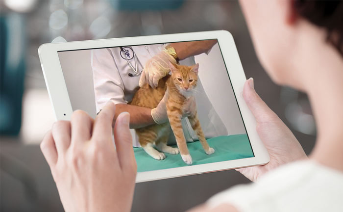 User viewing the feline exam video on  a tablet