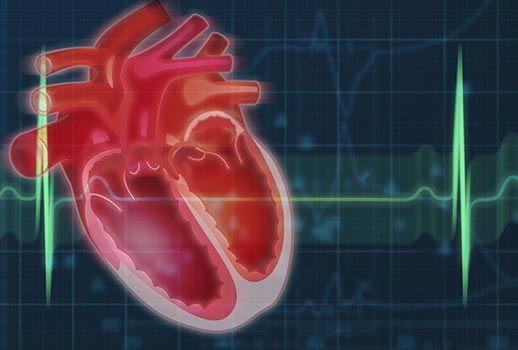 stylized illustration of a bisected canine heart with heart sound waves superimposed