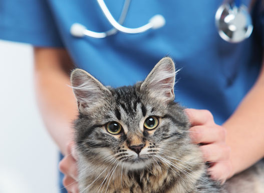 vet tech holding a cat