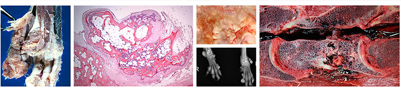 Examples of Stem Cell pathology slides