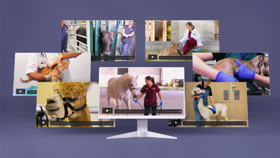 seven video screens showing several animal species