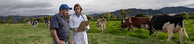 livestock farmer and vet with cattle