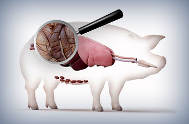 illustration depicting pig GI tract