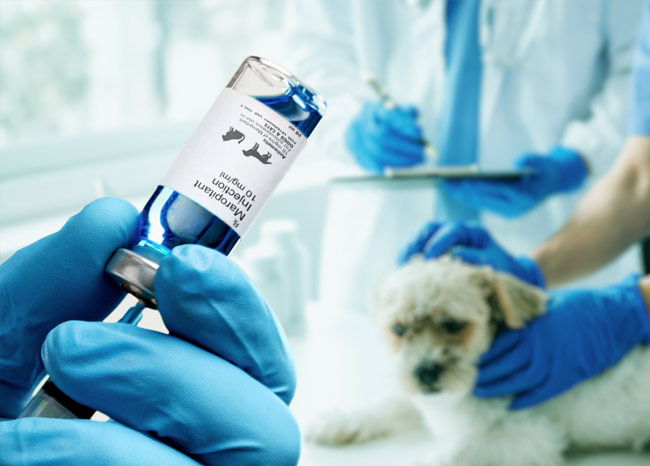 What Happens After Dogs Receive a Common Anti-Nausea Medication? – The ...