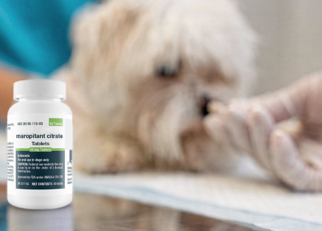 Photograph showing a white bottle labeled "maropitant citrate Tablets" in the foreground with a blurred dog and a gloved hand holding a pill towards a small whote dog in the background.