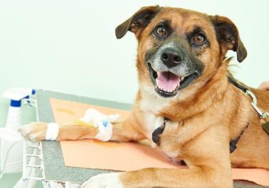 Dog with IV catheter on exam table
