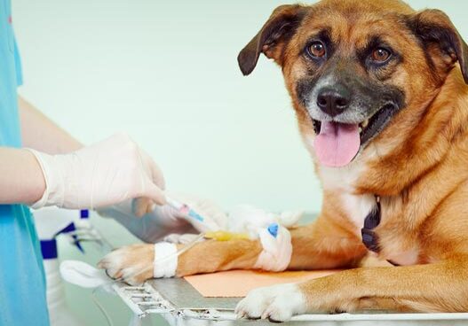 dog with IV
