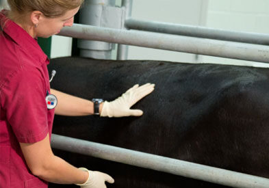 female vet examining black cow in chute