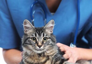 hands of a vet tech holding cat