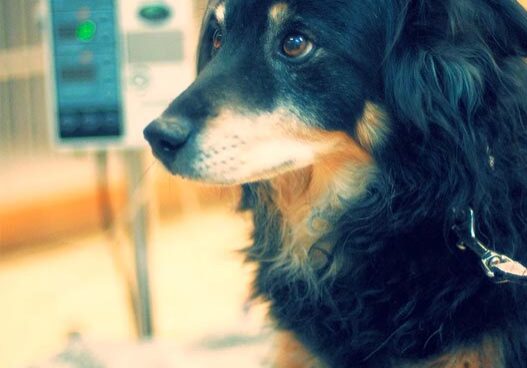 dog with CRI machine in background