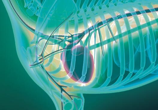 3d image of a dog with heart and vessels highlighted