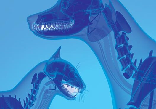 stylized xray images of a dog and cat with teeth highlighted