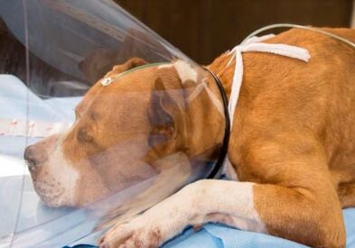 dog with etube on exam table
