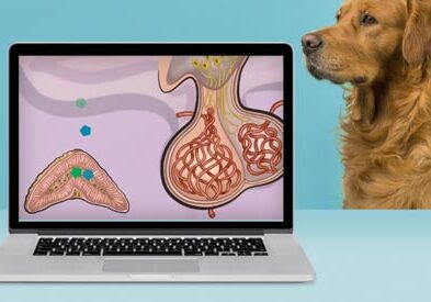 Laptop showing illustration of pituitary gland with dog in background