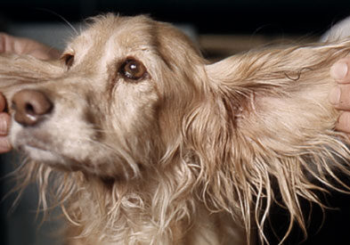 dog's ears being examined