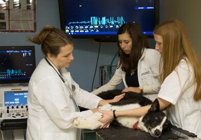 Vet examining a dog