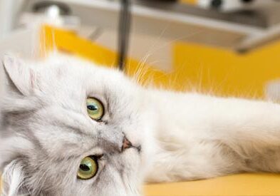 Cat laying on exam table