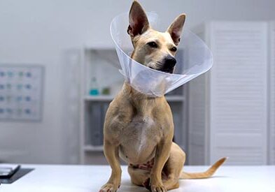 small dog in a plastic cone on an exam table