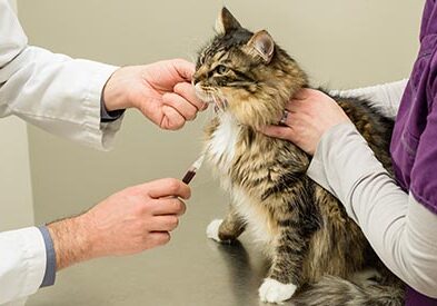 Vet tech holding a cat while a vet draws blood