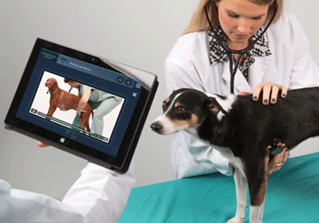 CVM students using Murmur Learner on a tablet while examining a dog