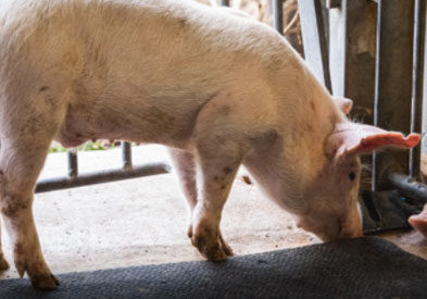 adult pig in pen